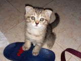Scottishfold